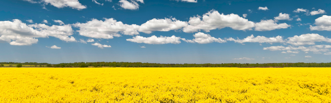 Zdjęcie pola z rzepakiem. Niebieskie niebo i żółty rzepak.