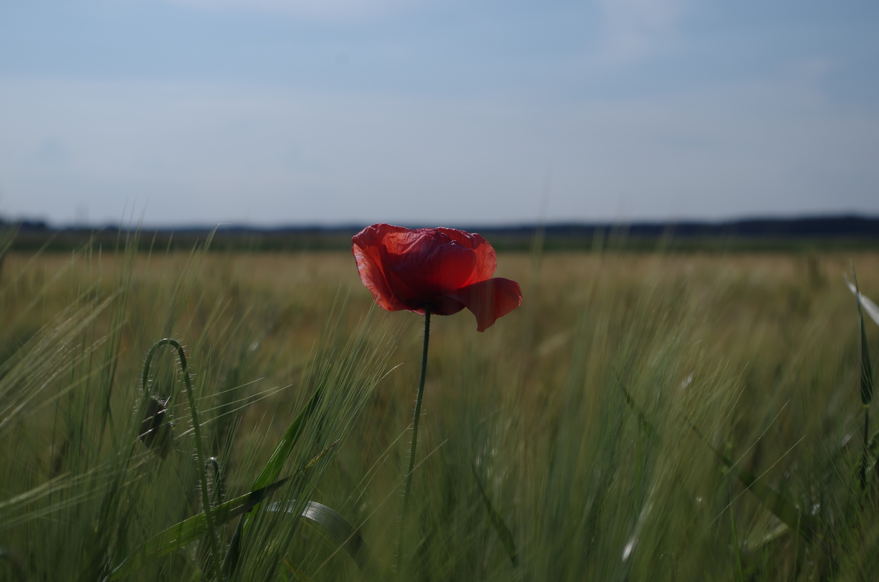 Zdjęcie przedstawia kwiat maku na tle pola ze zbożem.